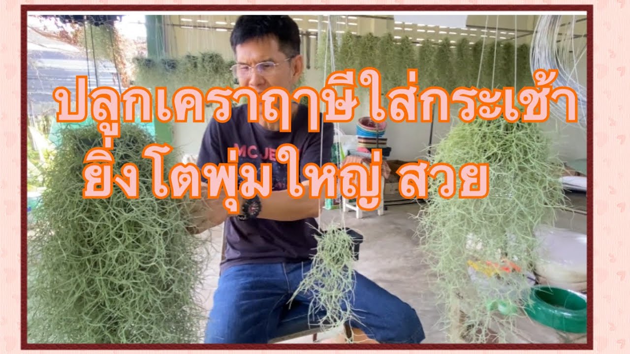 วิธีปลูกเคราฤาษีให้พุ่มใหญ่สวย แบบง่ายSpanish Moss
