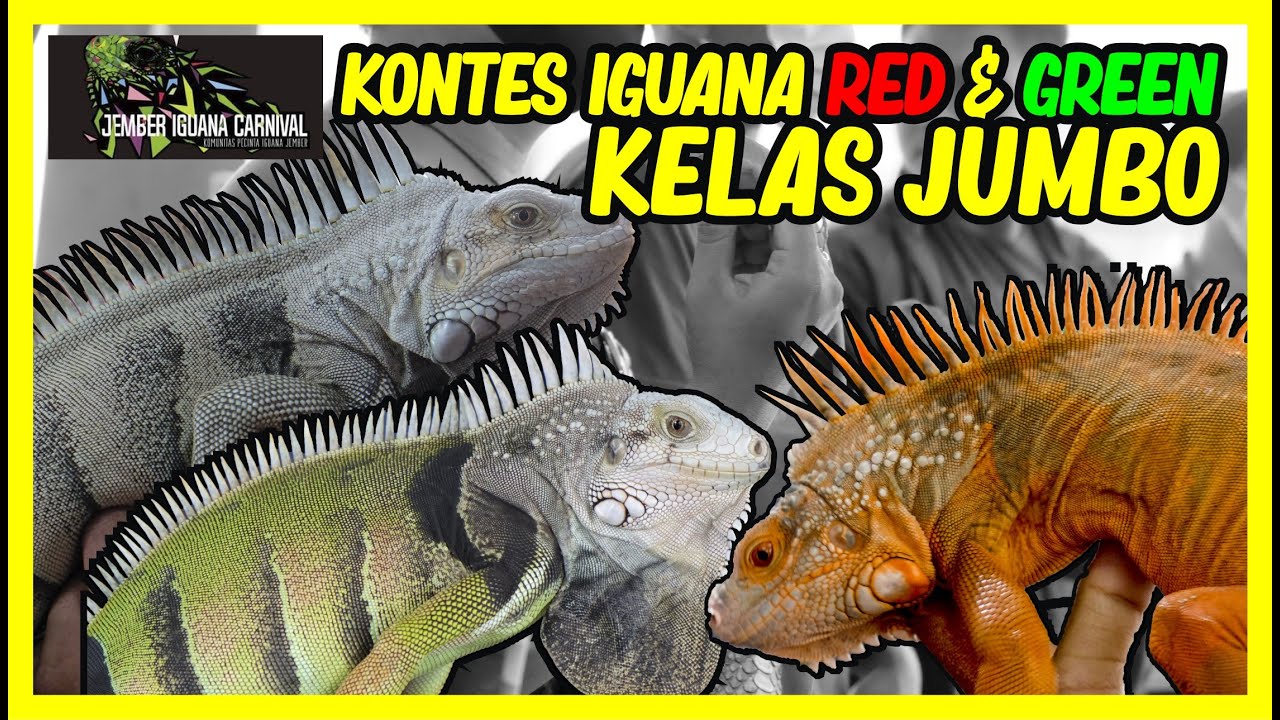 KONTES IGUANA JUMBO LOMBA REPTILE 2021 KELAS OPEN GREEN & RED IGUANA SVL DI ATAS 20 CM