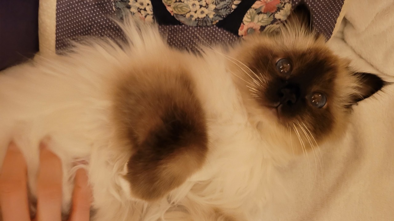 Cat Spa Day
