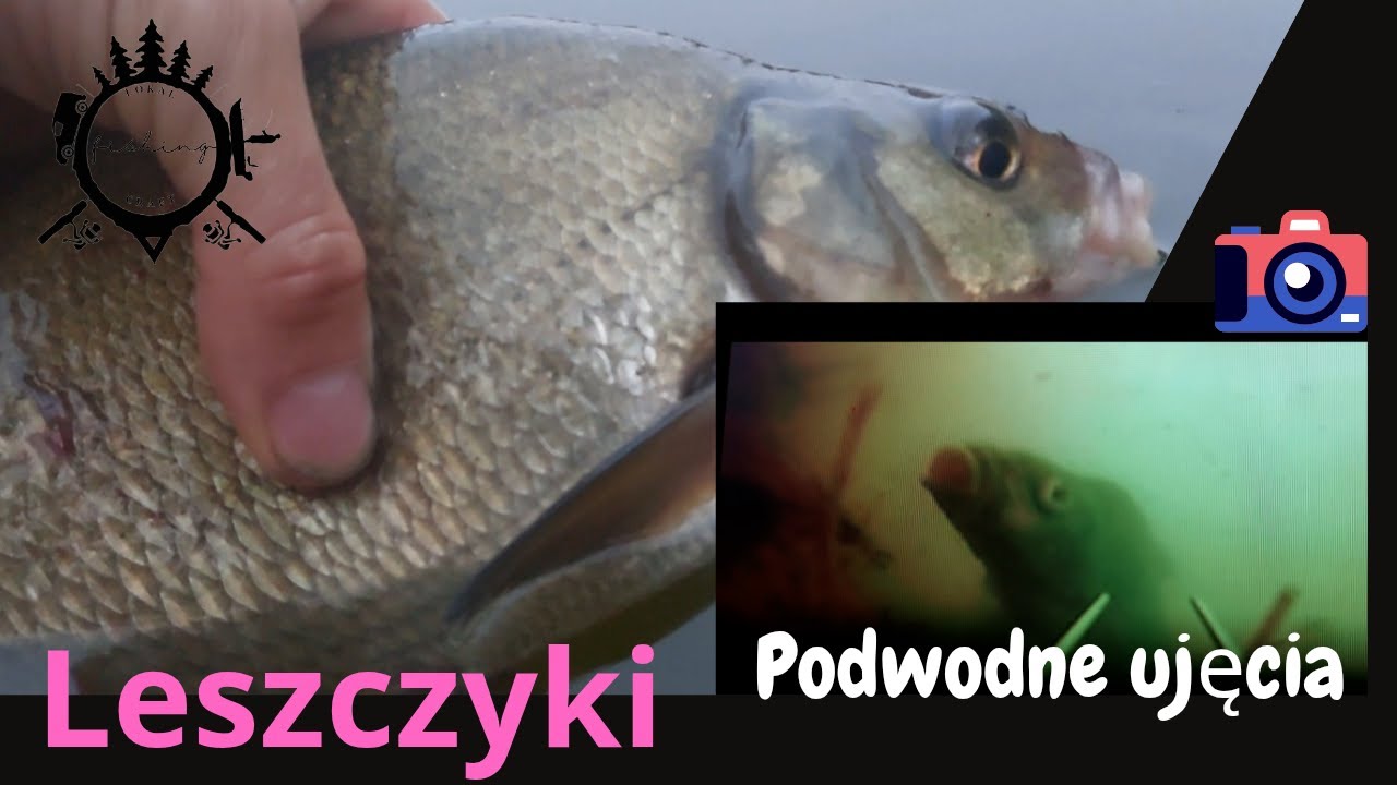 Leszczyki na spławik podglądane kamerką z temu. Super zanęta ,która zepsuła połowy.