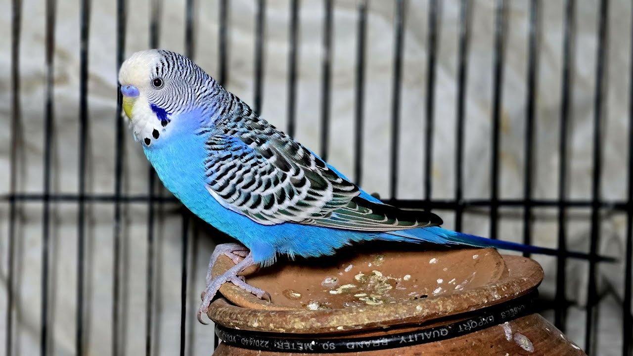 Live budgies | budgie livestream | birds livestream  | budgies | 