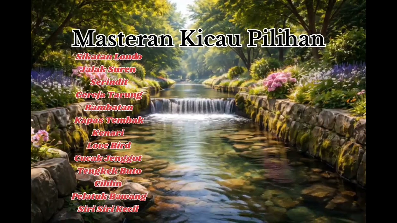 #1 Masteran Sikatan Londo jernih dan jeda