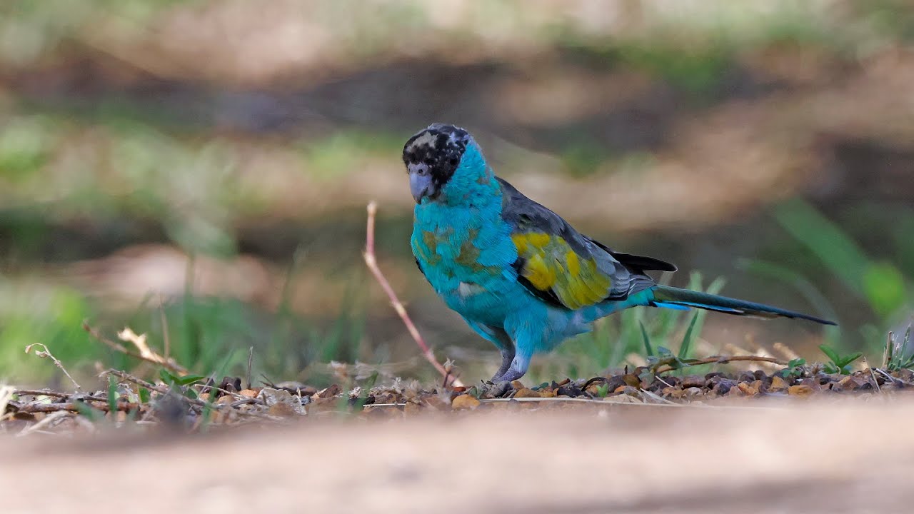 Australia Part 7: Birding Yellow Waters Billabong & Pine Creek, Sep 10