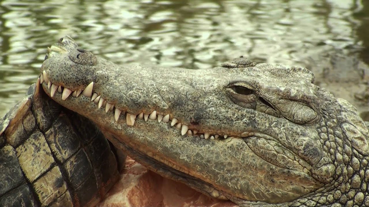 Ardèche - La Ferme aux Crocodiles