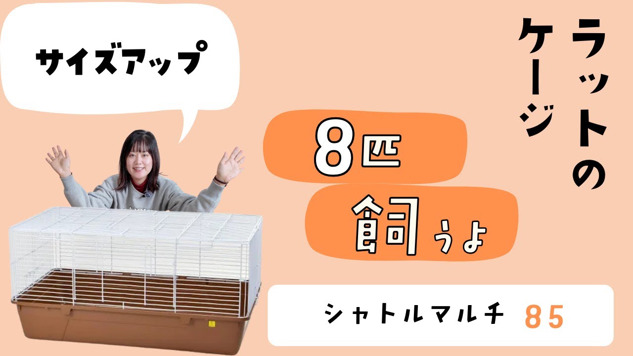 シャトルマルチ８５にサイズアップ！【ファンシーラットの子供8匹】