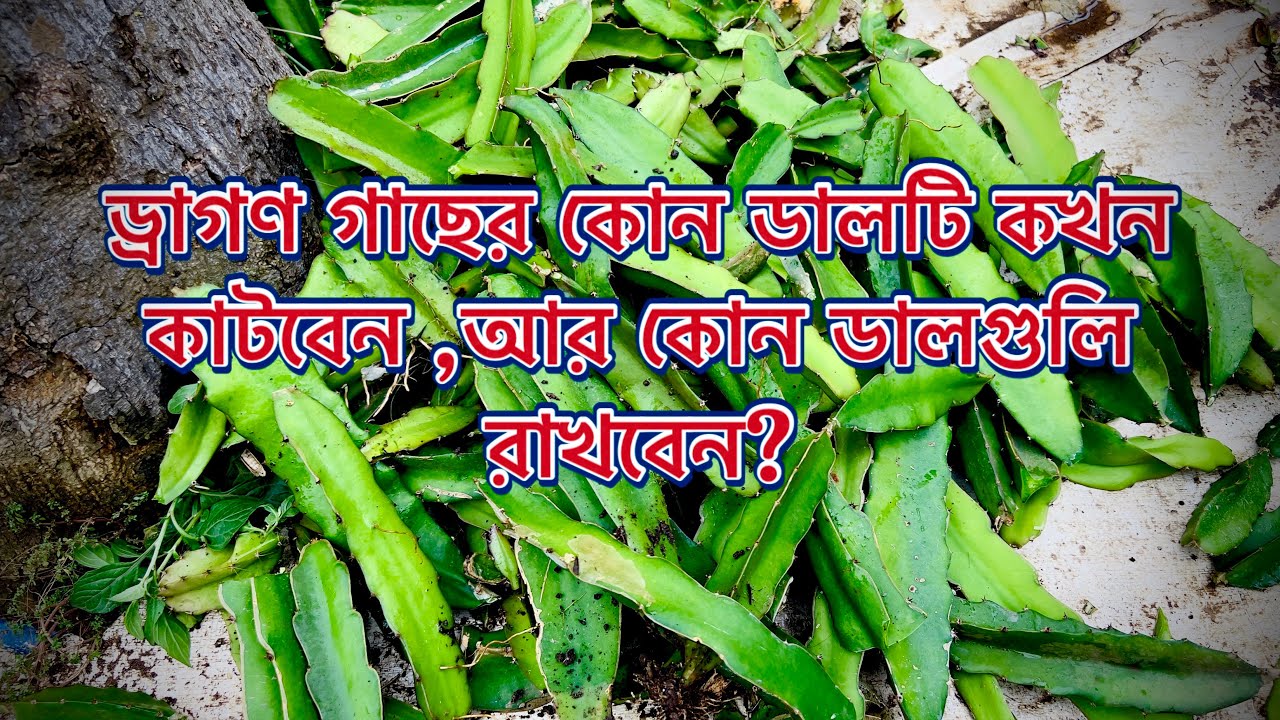 বিভিন্ন ধরনের Pruning সম্বন্ধে জানুন। Maity Dragon Fruit Farm,খাকুড়দা, পশ্চিম মেদিনীপুর। ৯৯৩২৯৩৮৫৬৫