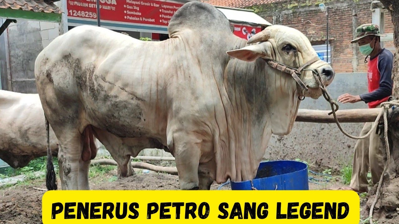 2 Calon Monster Penerus Petro Sang Legend Sapi PO Kebumen