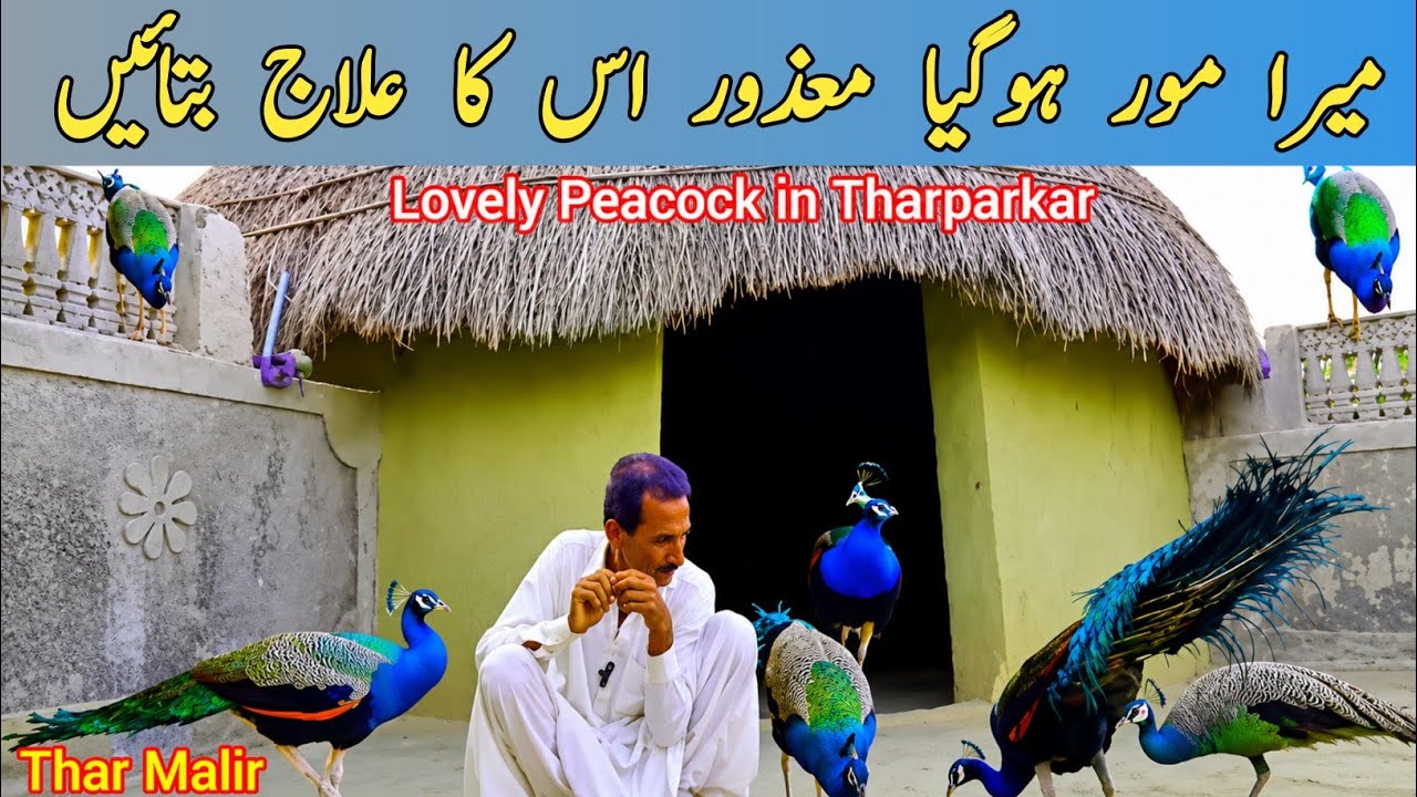 The Crows Came and Ate the Disabled Peacock's Grain|My Village Life Thar Desert Pakistan | TharMalir