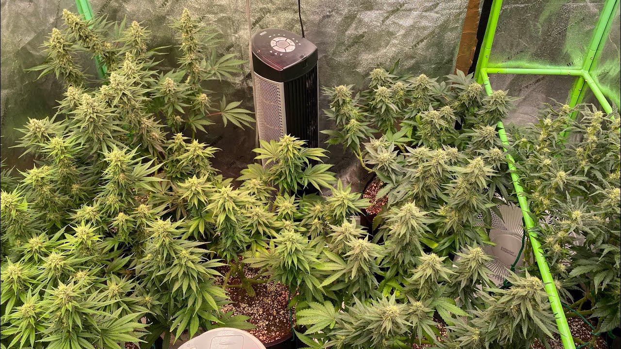 Week 4.5F Ayahuasca Purple, Mimosa EVO, ChemDawg, Cream Mandarin - Post Defoliation.