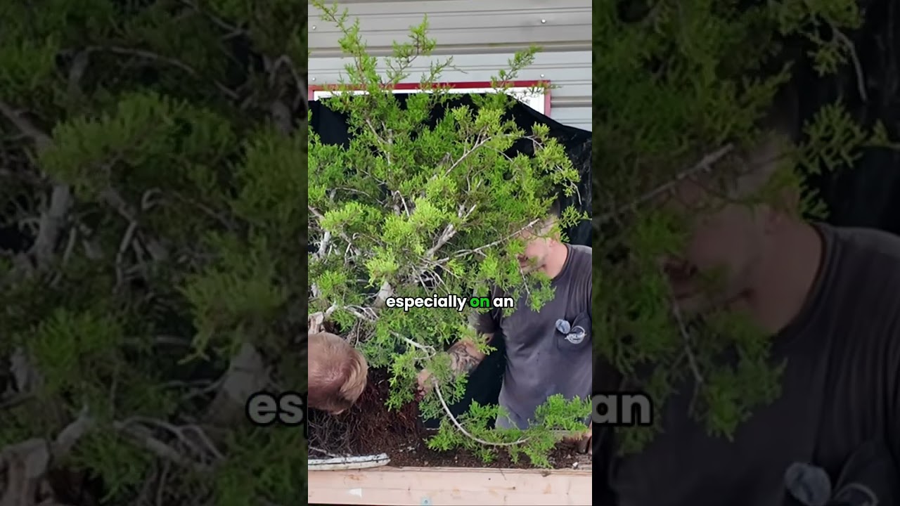 Trimming & Repotting Ashe Juniper