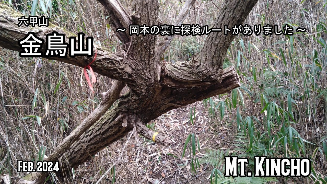 《金鳥山》岡本の裏に探検ルートがありました😀🙌🧚🌳　(No Voice / Nature Sounds / POV)