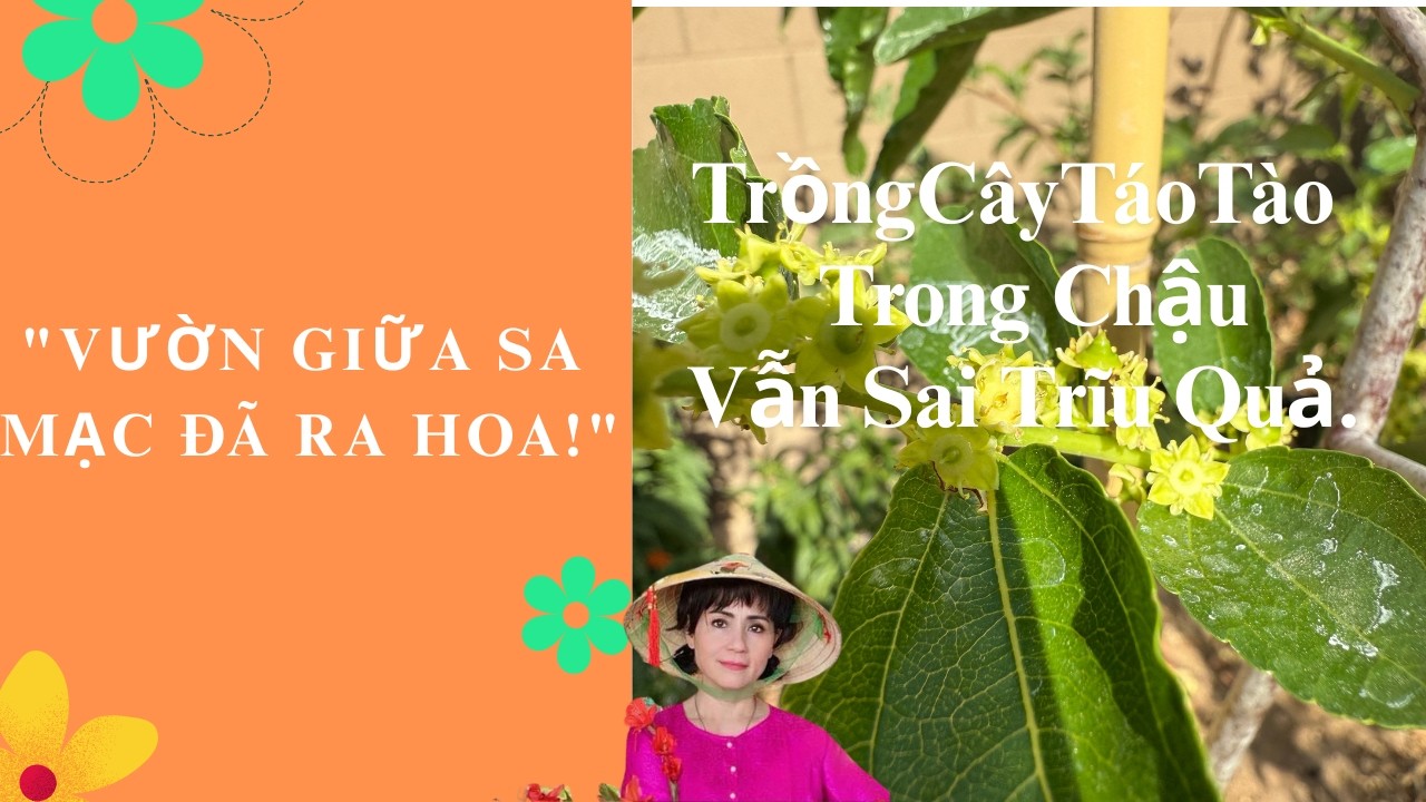 #6 Cây Táo Tàu Trồng Trong Chậu | Cách Chăm Sóc & Lợi Ích Bất Ngờ.04/20/2025 #taotao