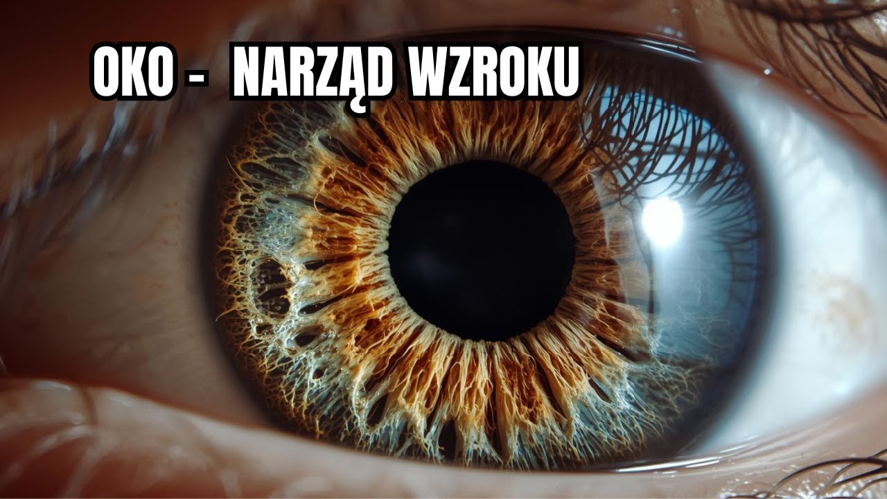 Oko - narząd wzroku 👁️