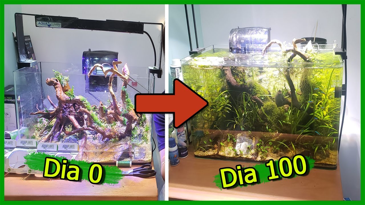 Evolução do Aquário Plantado em 100 DIAS!