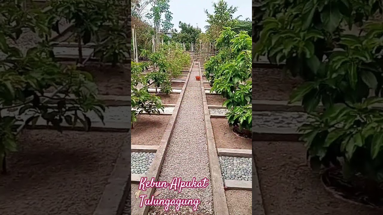 Kebun Alpukat Tulungagung. #kebun #garden #alpukat #campurdarat #tulungagung #aligator #kelud #miki