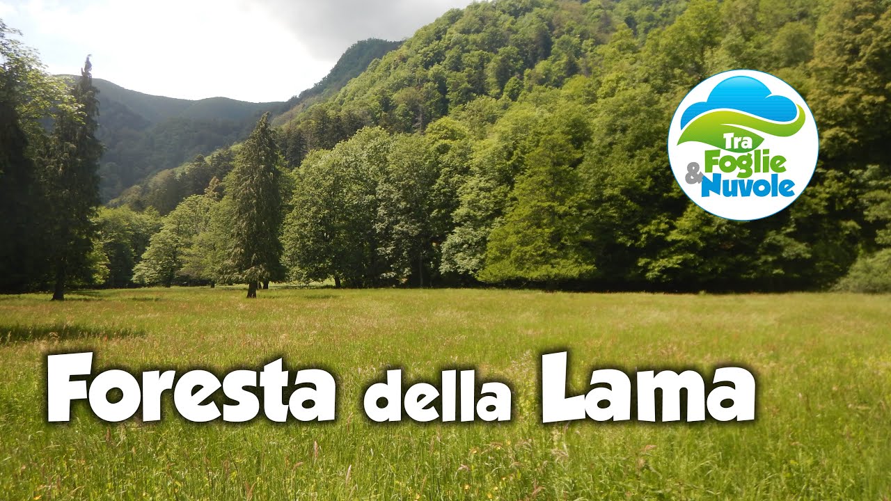 Foresta della Lama