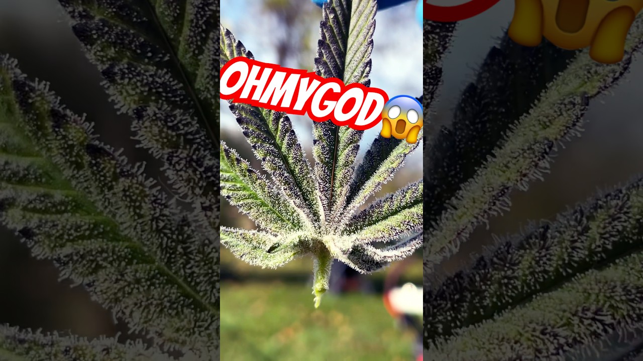 Beautiful weed leaf -cannabis #horror #gromies #cannabiseducation #frosty
