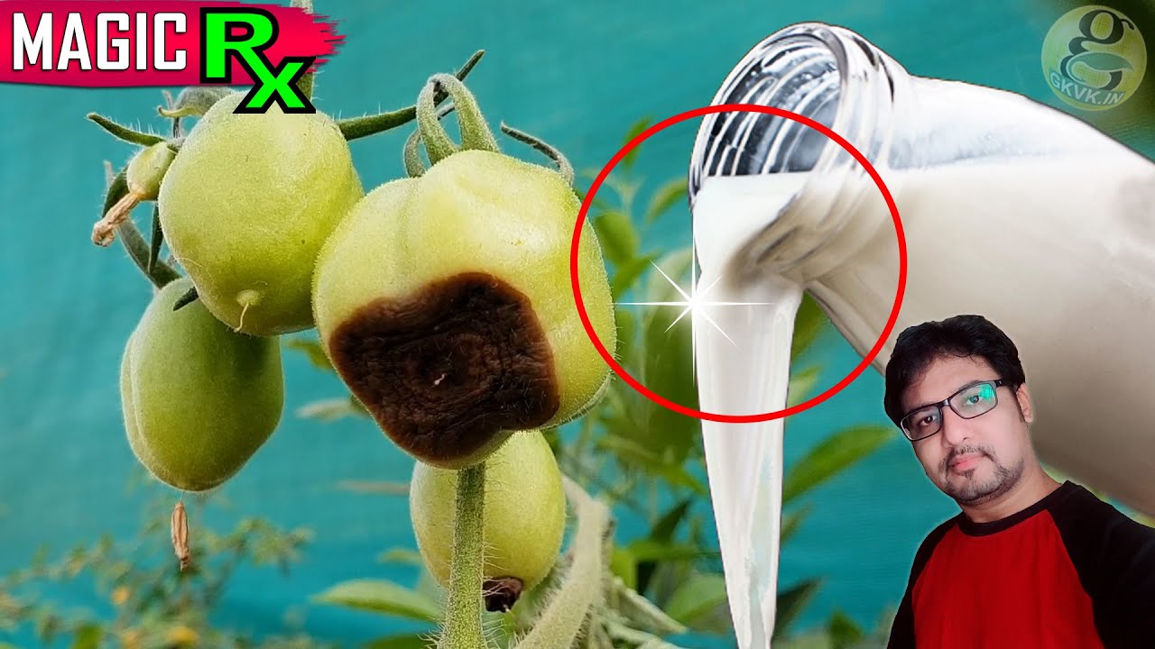 MAGIC TREATMENT FOR BER & FLOWERING in Tomato Plants | Blossom End Rot Disease