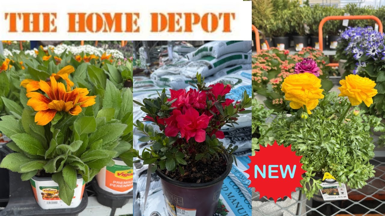 Лучшие новинки растений Home Depot к весне | Как сделать свой сад красивым?