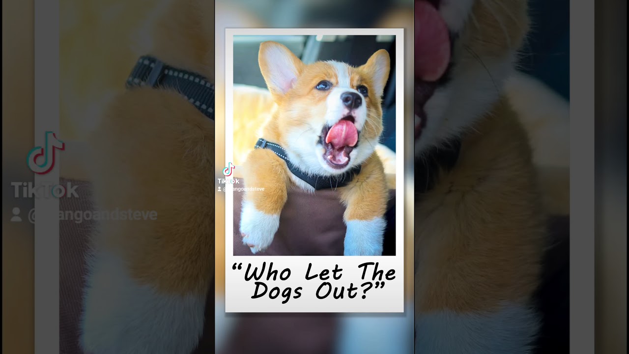 How To Find The One #talkingdog #findingtheone #findingtruelove #dogmontage #bestillmyheart