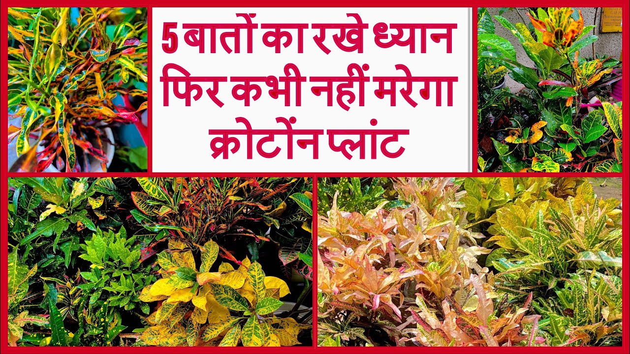 All about croton॥5Tips for this  colourful plant॥5 टिप्स जो आपको बना देंगे क्रोटोंन का एक्स्पर्ट