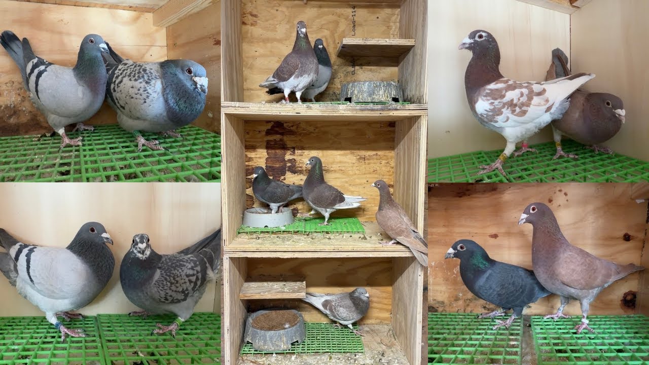2026 Racing Pigeon Pairing Up Begins | Selected our BREEDERS