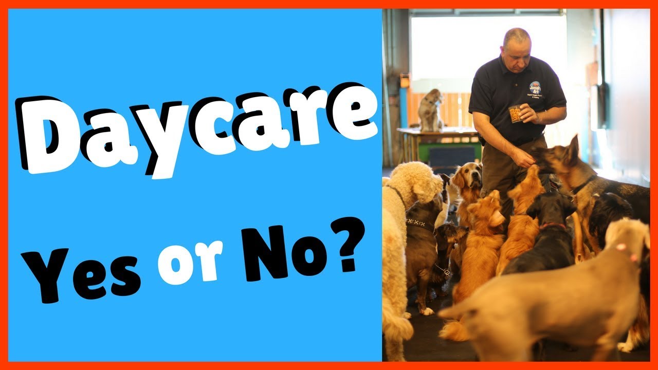 Are Dog Daycares Beneficial For Dogs?