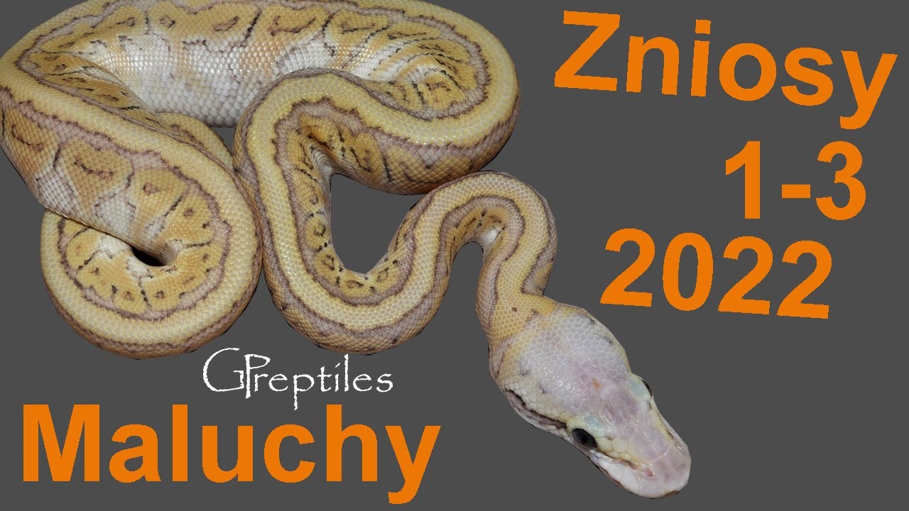 Zniosy 1 do 3 po wylince w sezonie 2022!