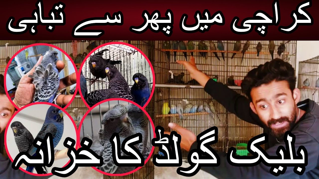 Black Gold ki sab se ziada verity ek chat ke neche | Cheap price birds | Black face | Dun fallow