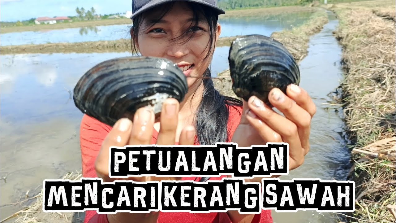 Petualangan Mencari Kerang Sawah