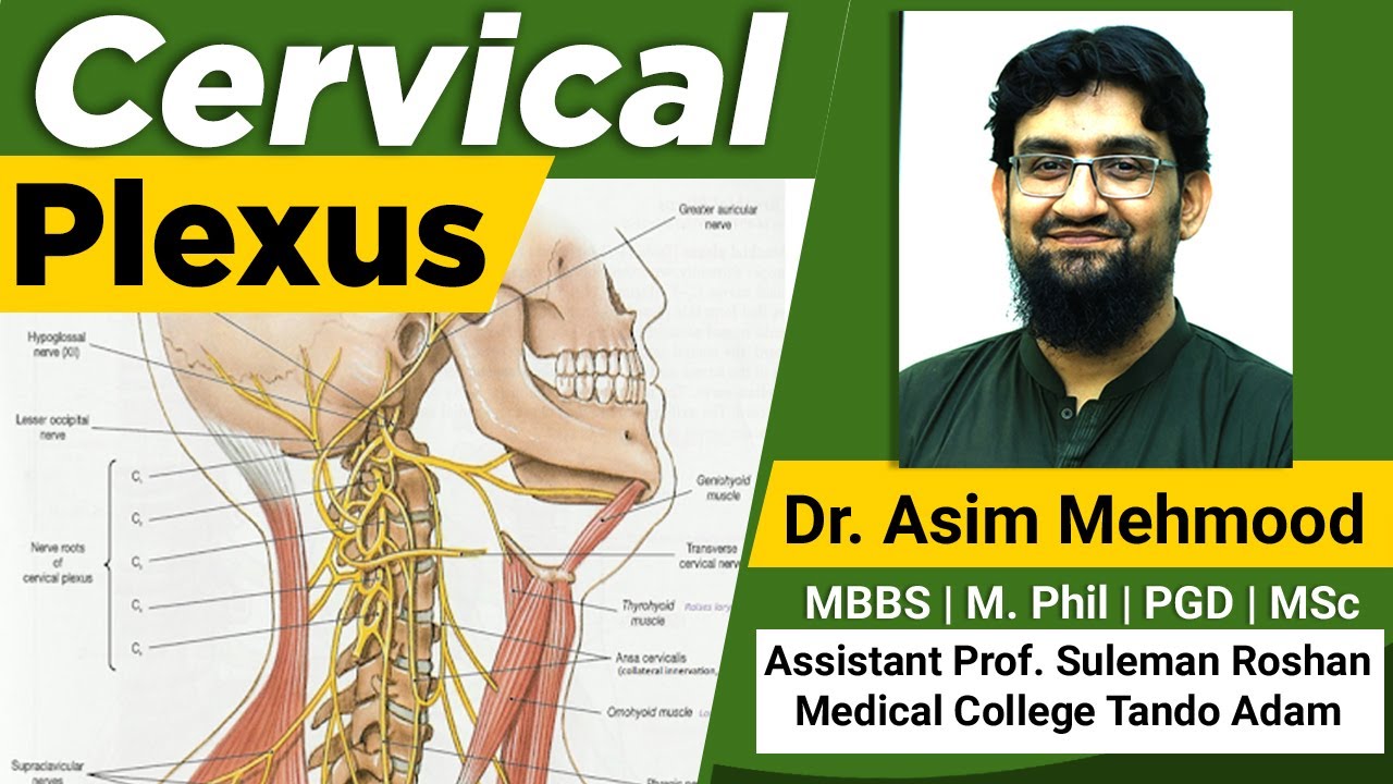 Cervical Plexus ( Hindi / Urdu )
