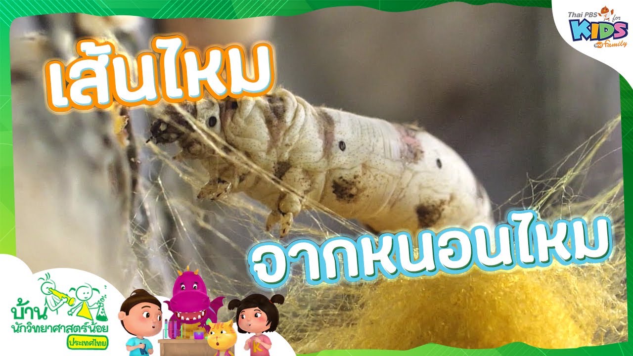 เส้นไหมจากหนอนไหม | บ้านนักวิทยาศาสตร์น้อย