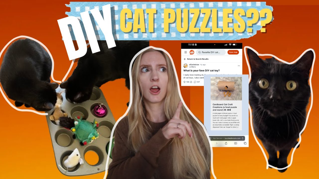 I Made Puzzle Toys for My Lazy Cats!