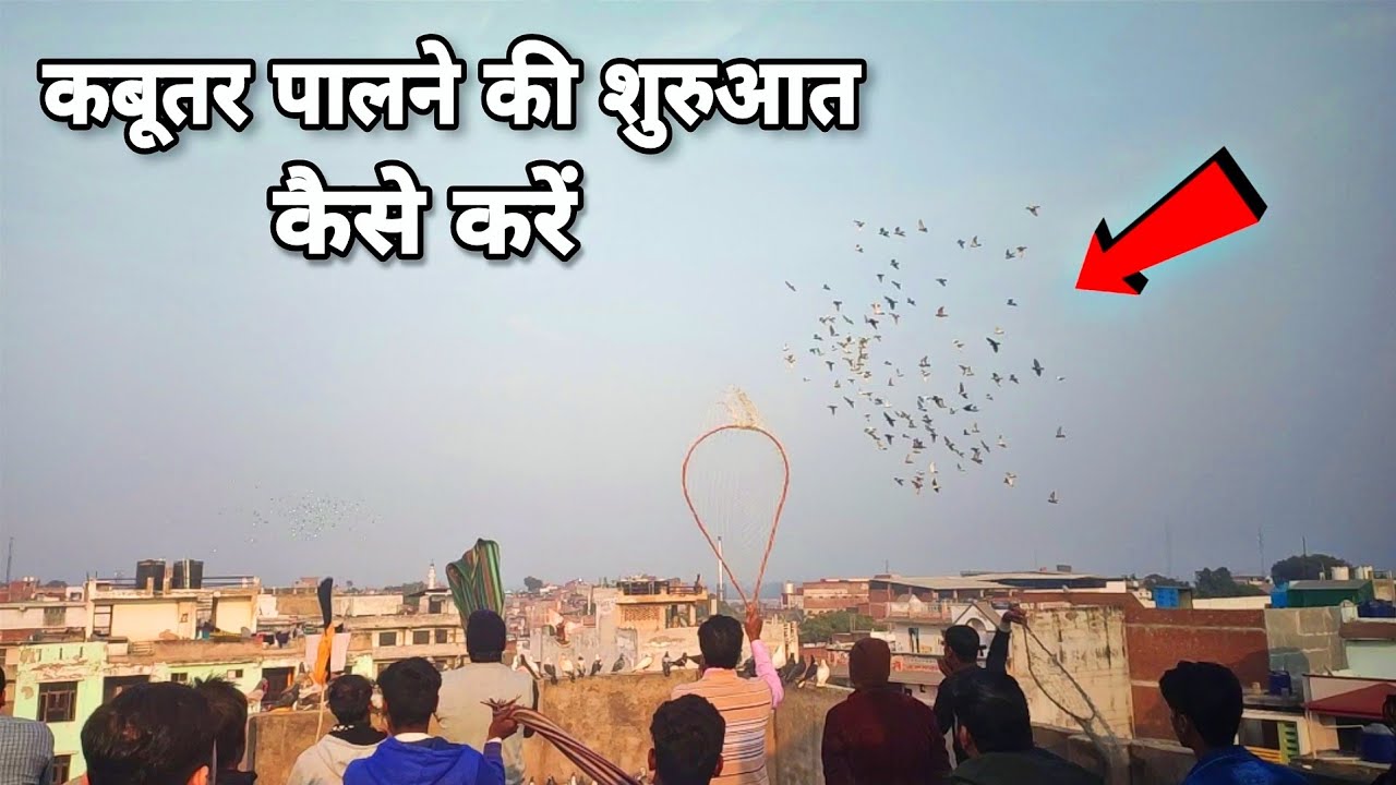 गोला कबूतर पालने की शुरुआत कैसे करें | How to train pigeon❤🕊