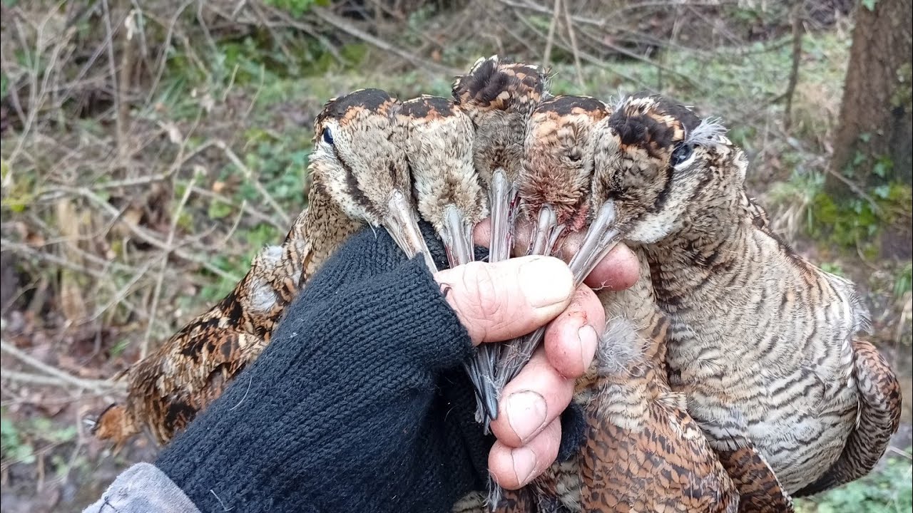 Sezon başı çulluk avımız #woodcock hunting #caccia alla beccaccia