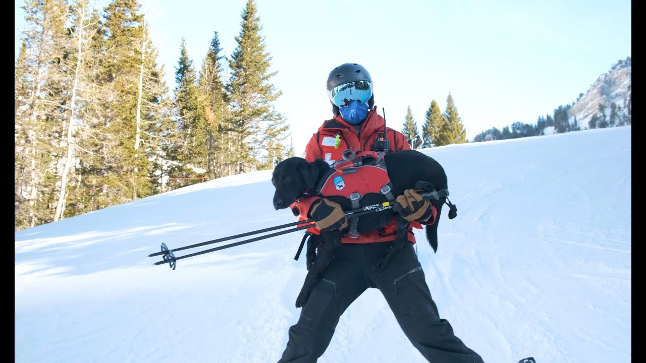 Snowbird's Avalanche Dogs — Salt of the Earth: People & Places of Salt Lake