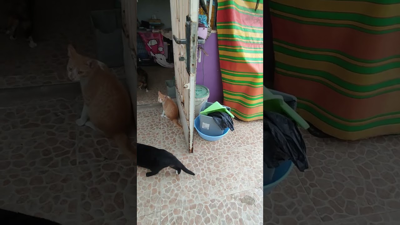 @Đầu năm cùng mèo yêu 