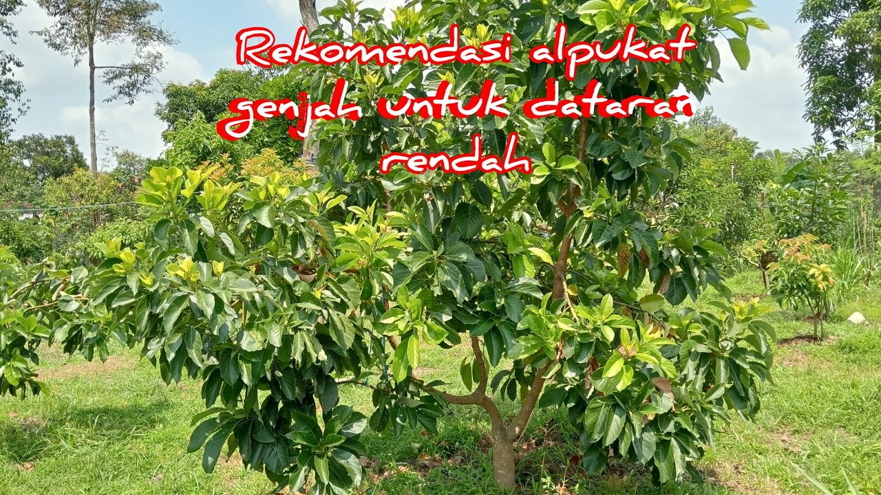 Berkebun Alpukat yang cocok untuk dataran rendah. 