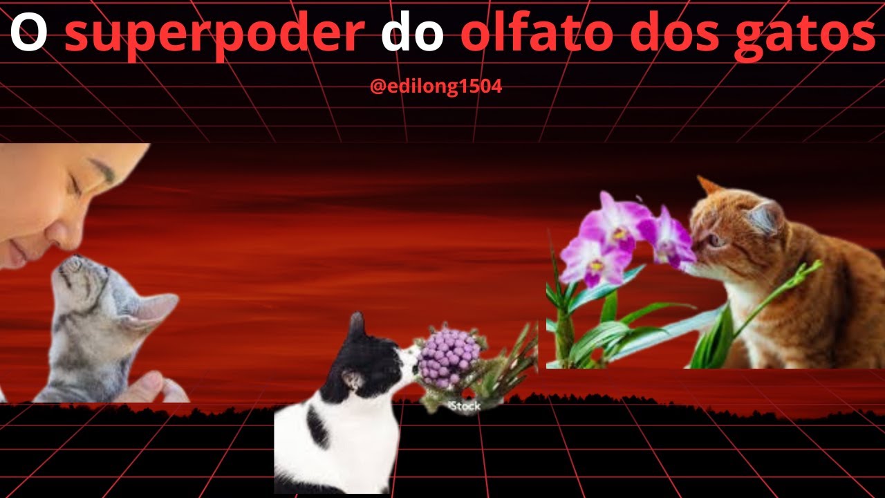 5 Coisas Incr&iacute;veis que Voc&ecirc; N&atilde;o Sabia Sobre o Olfato dos Gatos