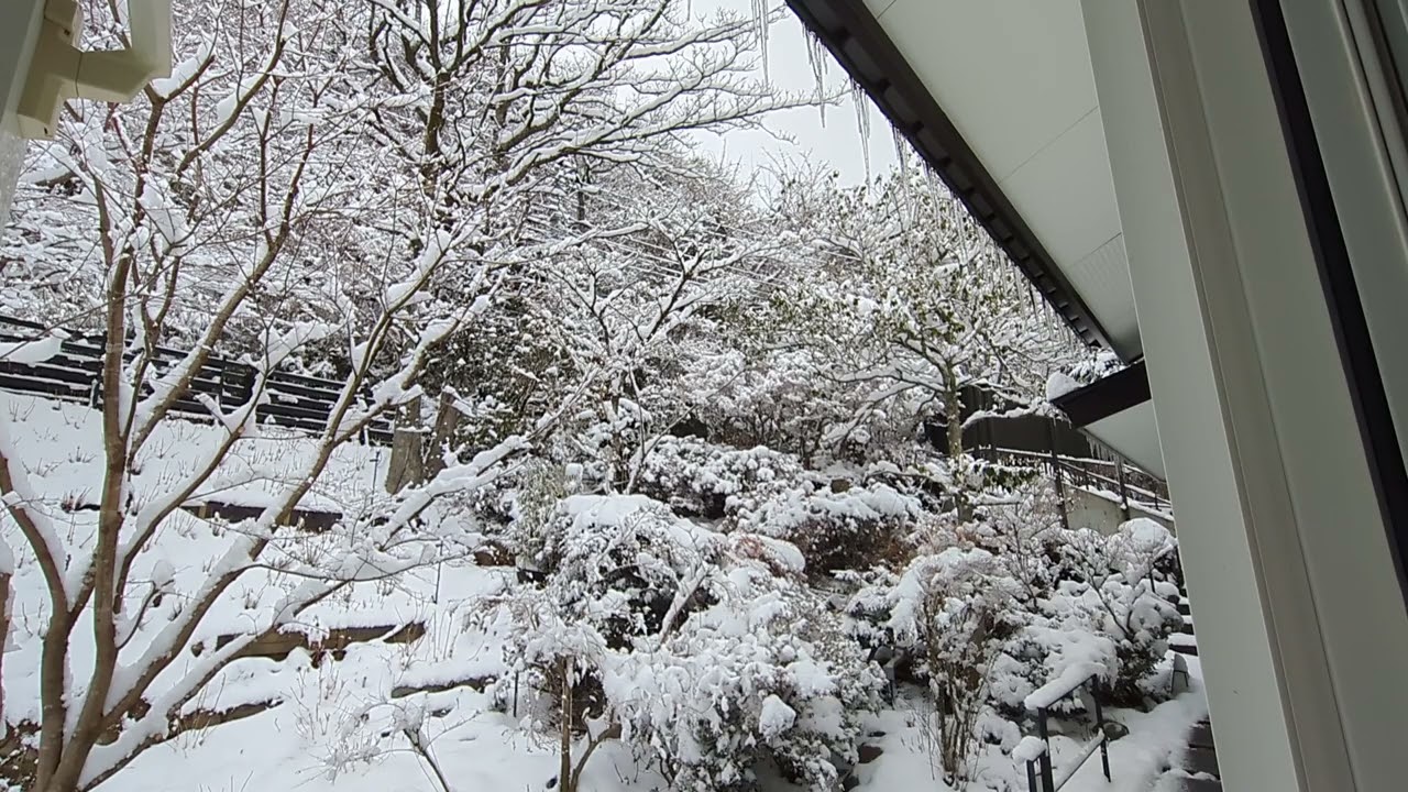 箱根　旅館　蔵樹　箱根神社の神域　通勤中に聞くだけで1日が幸せに満ちる　2026/02/08　箱根蔵樹から風景と自然のBGM