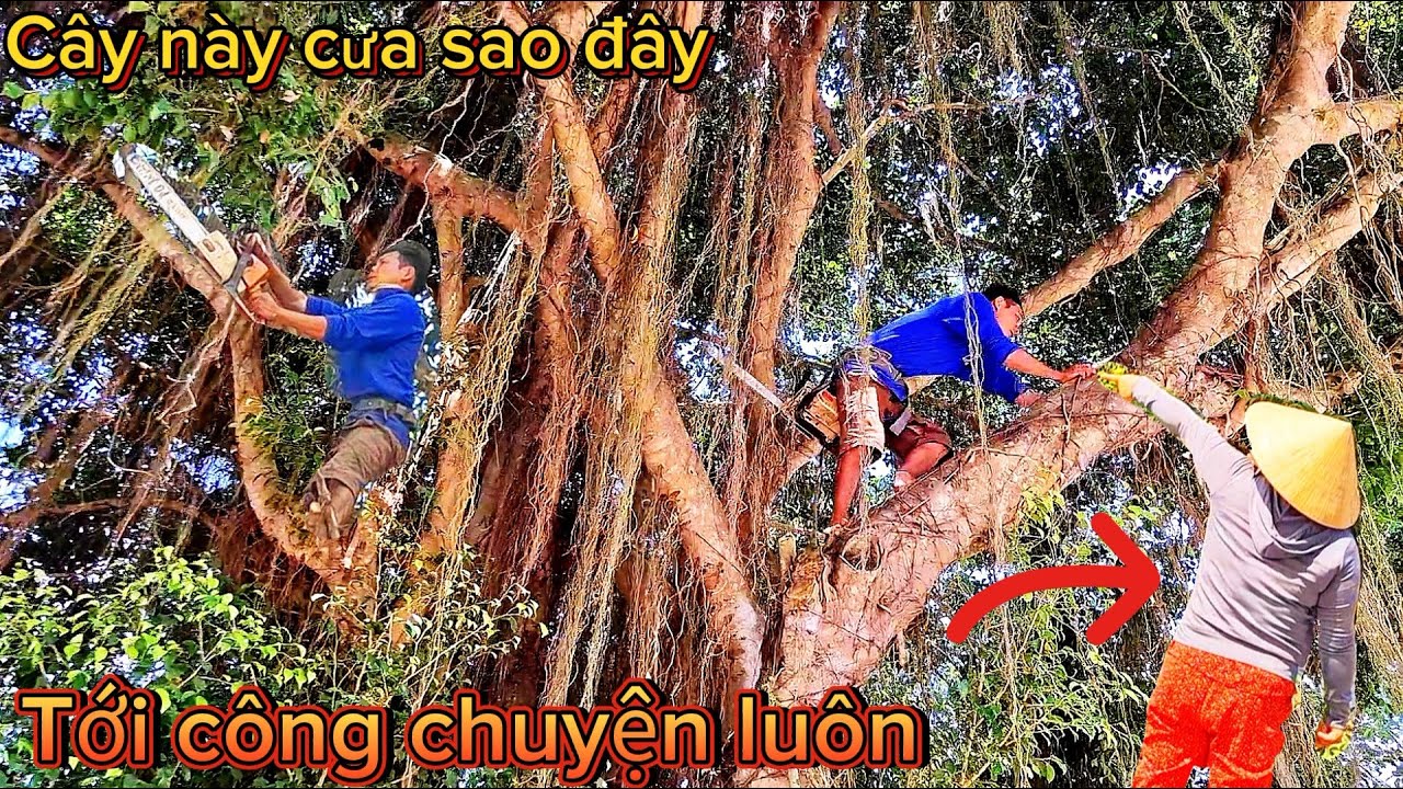 Cưa cây Xanh tán siêu khủng, siêu to / Green tree saw with super huge canopy, super big | T916