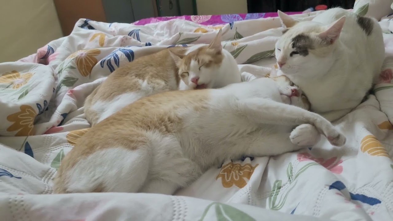Rajkumar Mota with his attendants #video #viral #trending #funny #cute #animals #cats #pets #family 