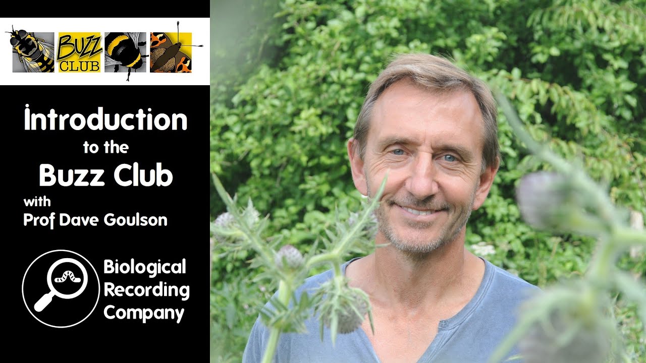 Introduction To The Buzz Club with Prof Dave Goulson