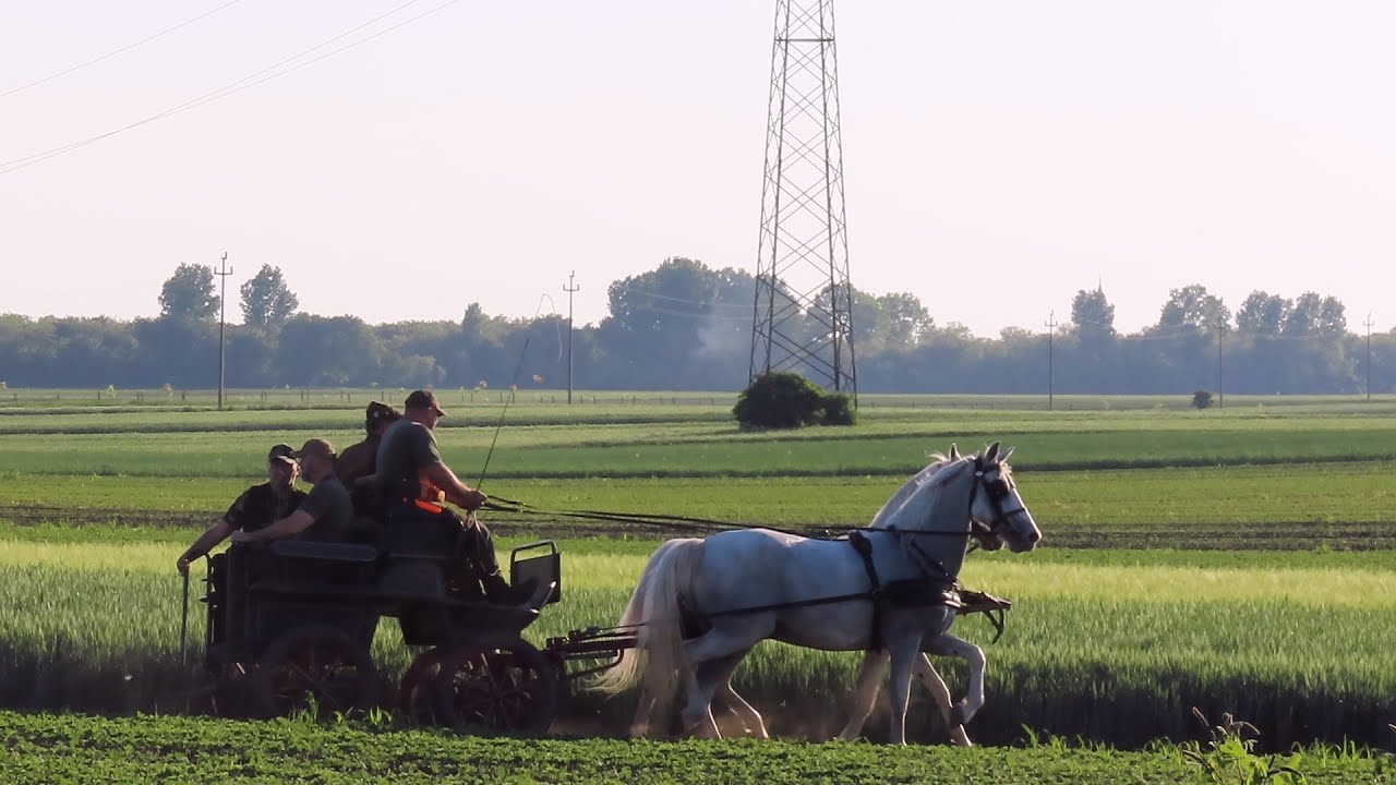 Lov srndaća u ravnici maj mesec / Maja lov na srnjad na ravnicah