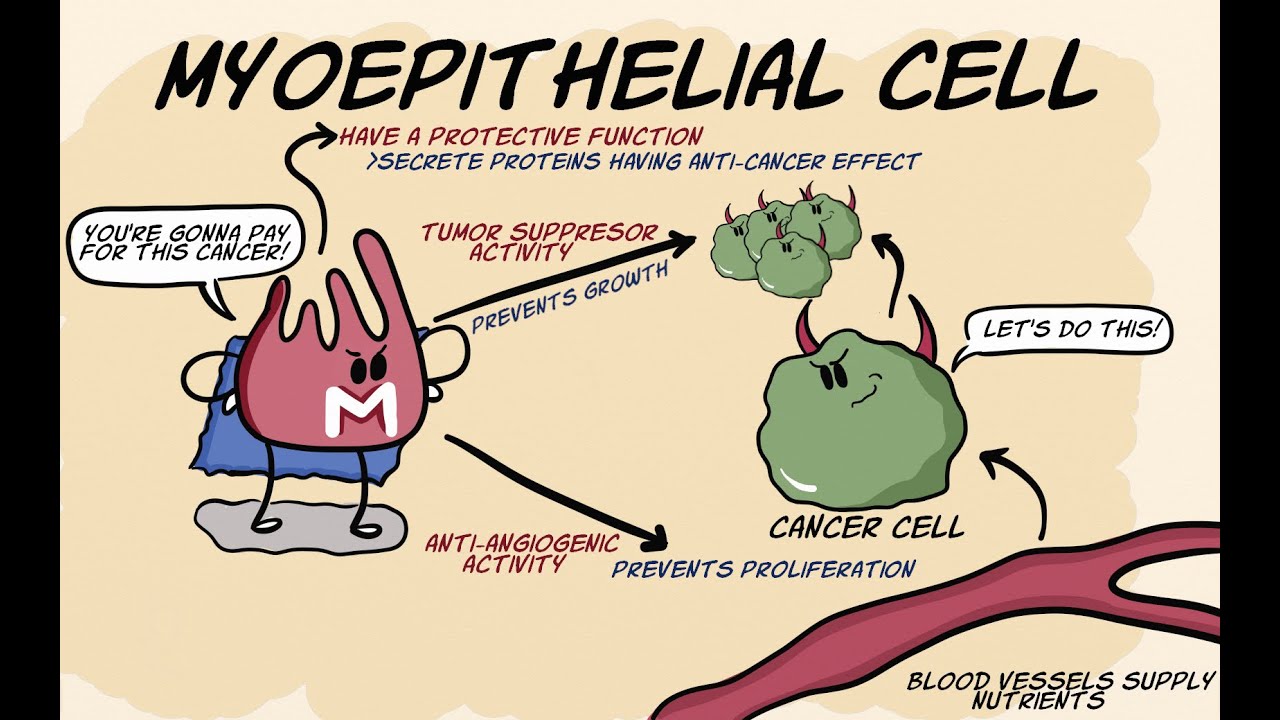 Myoepithelial cell