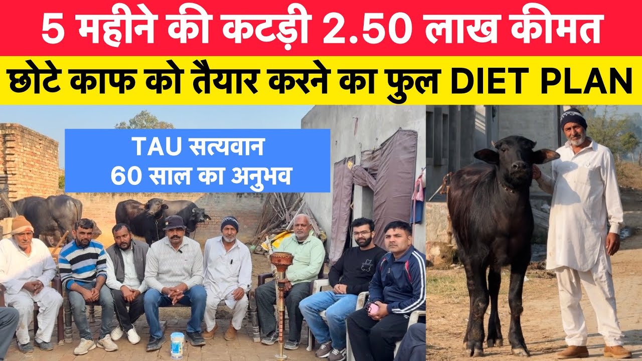 5 महीने की कटड़ी 2.50 लाख कीमत | छोटे काफ को तैयार करने का फुल DIET PLAN ! ताऊ सत्यवान 