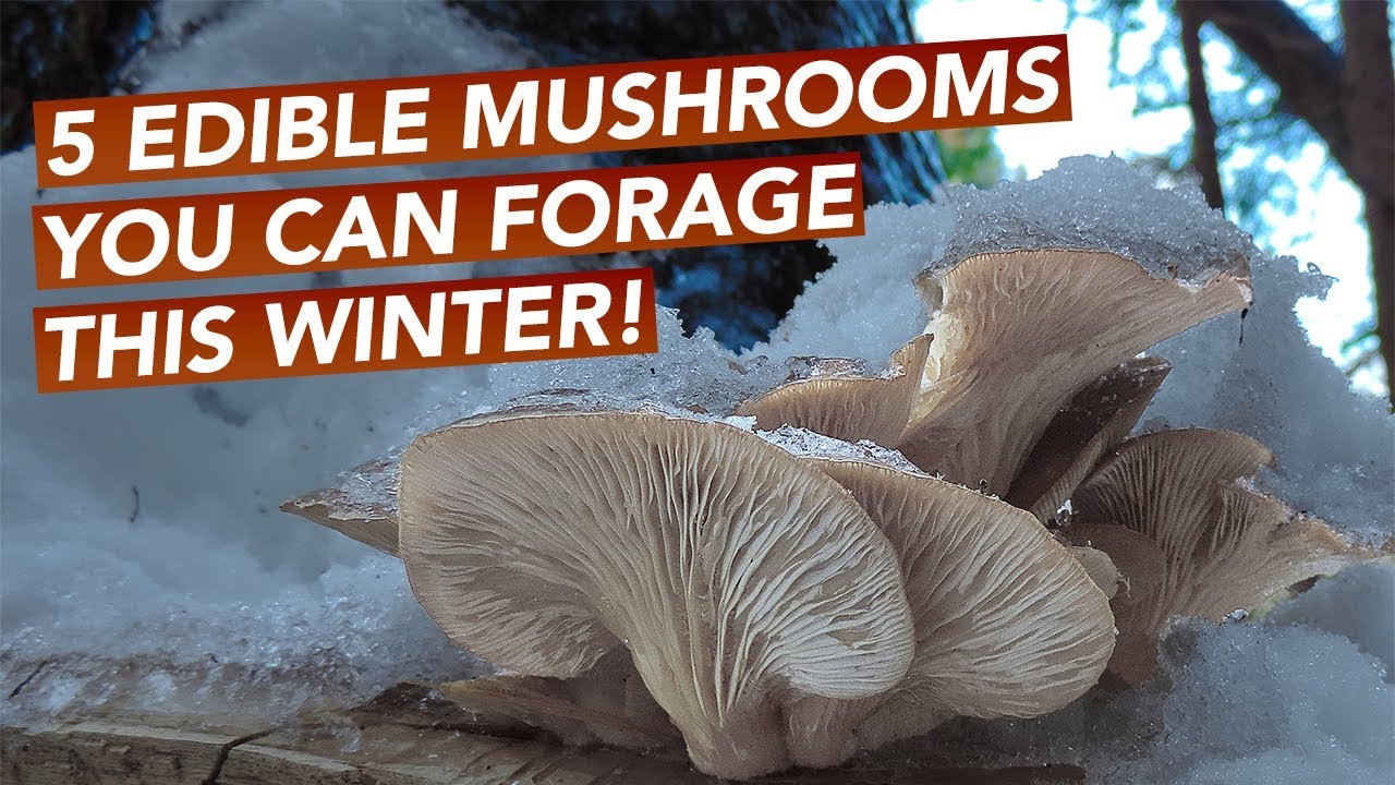 5 Edible Mushrooms You Can Forage This Winter