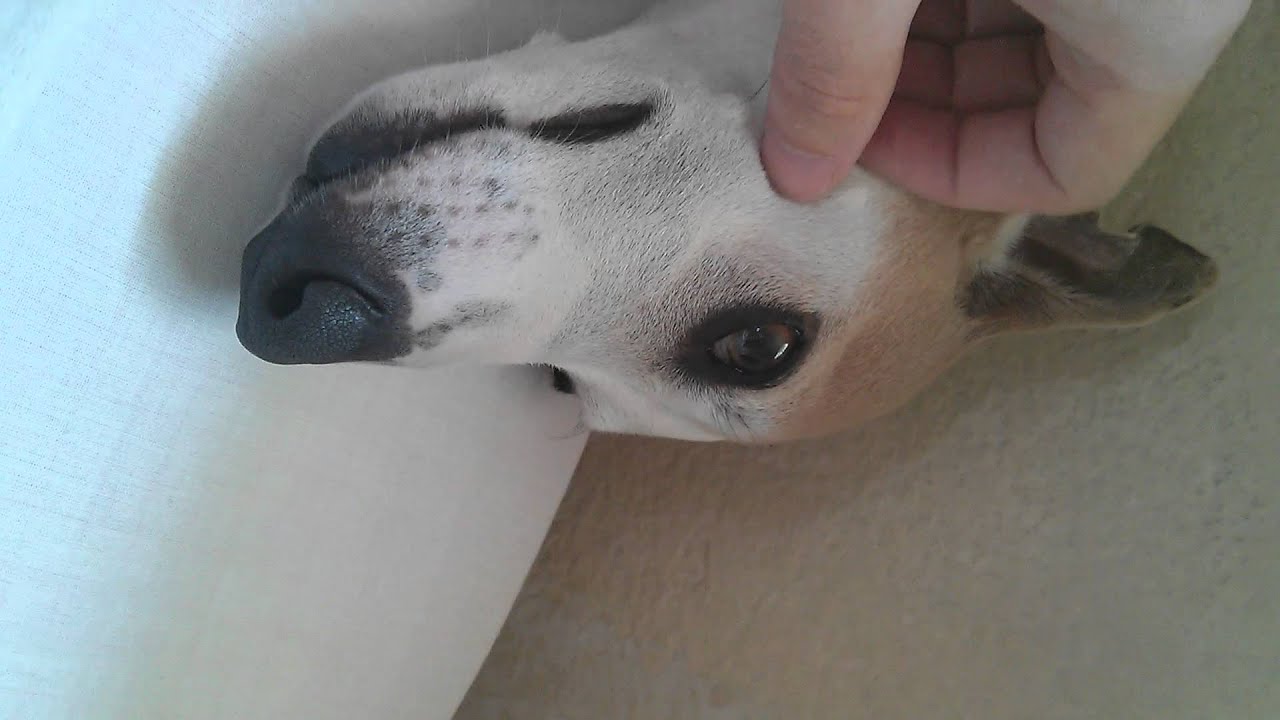 Whippet sleeping