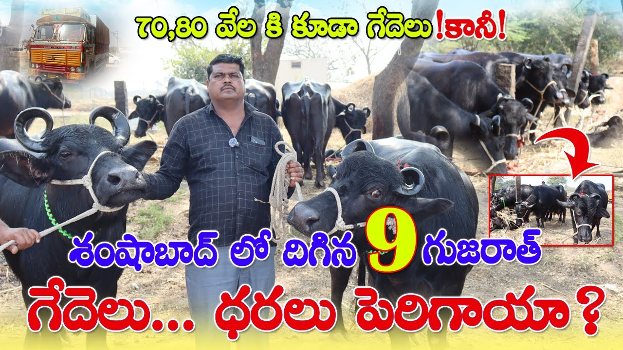 70,80 వేల కి కూడా గేదెలు ఉంటాయి కానీ!శంషాబాద్ లో దిగిన 9 గుజరాత్ గేదెలు! ధరలు పెరిగాయా?CBNews|Bunny