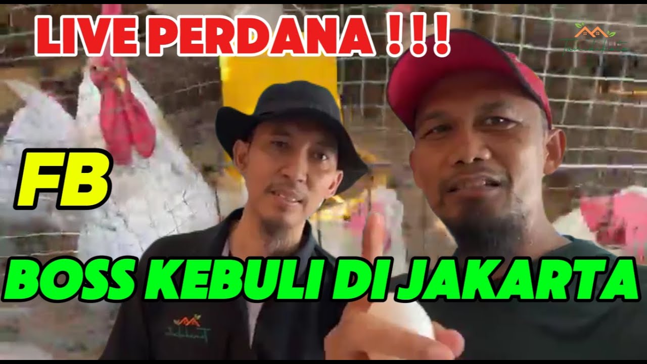 TERNYATA ‼️ BEGINI LAPORAN DARI KANDANG @TANIDIKOTA 💯💰🐔🥚#whiteleghorn
